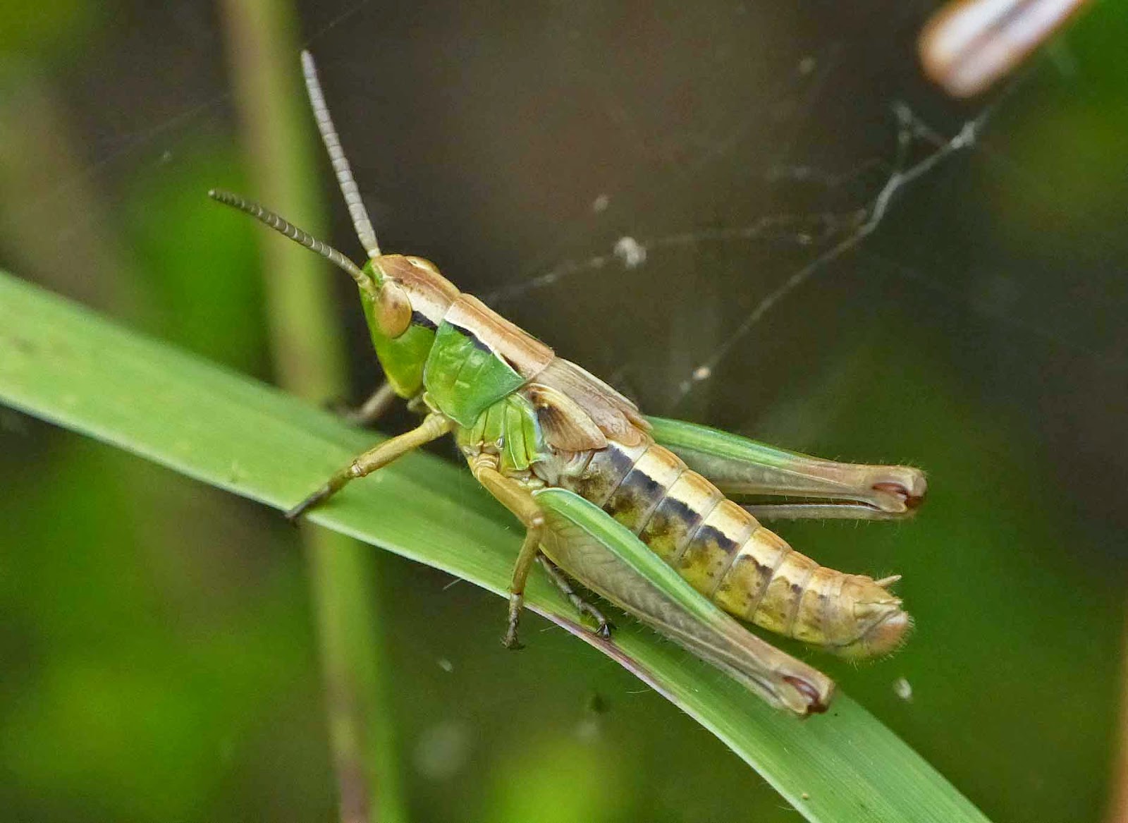 Meadow+Grasshopper+Chorthippus+parallelus+1.jpg